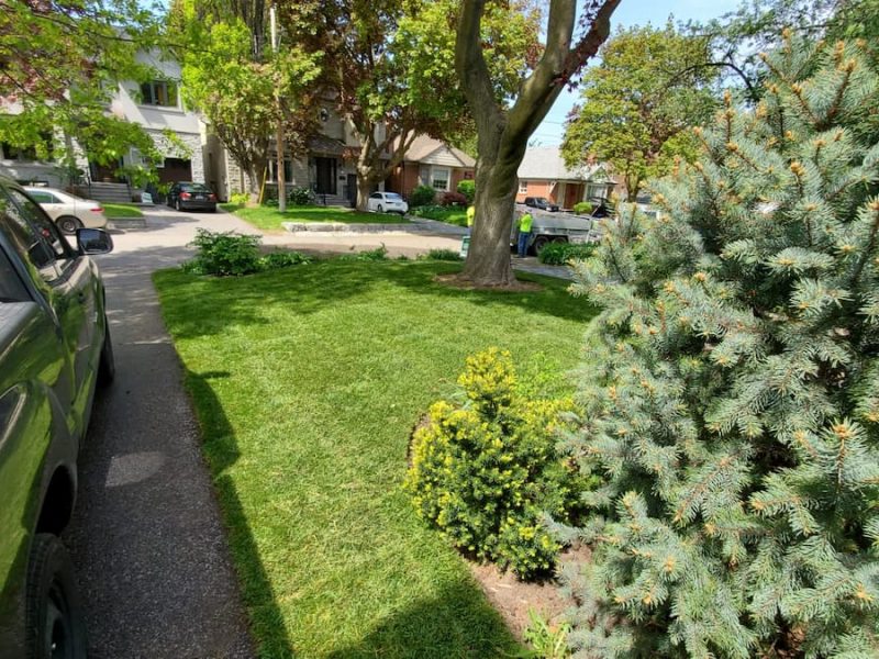 softscaping-services softscaping-services